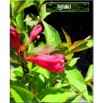 Weigela Bristol Ruby - Krzewuszka Bristol Ruby - rubinowoczerwone C1,5 15-20cm