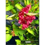 Weigela Bristol Ruby - Krzewuszka Bristol Ruby - rubinowoczerwone C1,5 15-20cm