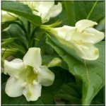 Weigela florida Alba - Krzewuszka cudowna Alba - białe FOTO