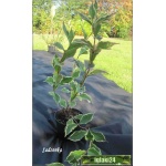Weigela florida Brigella - Krzewuszka cudowna Brigella - ciemnoróżowe, pstrokate liście FOTO