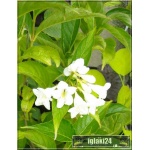 Weigela florida Candida - Krzewuszka cudowna Candida - białe FOTO