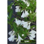 Weigela florida Candida - Krzewuszka cudowna Candida - białe C5 30-50cm