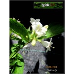 Weigela florida Candida - Krzewuszka cudowna Candida - białe C2 40-50cm 