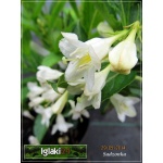 Weigela florida Candida - Krzewuszka cudowna Candida - białe FOTO
