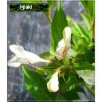 Weigela florida Candida - Krzewuszka cudowna Candida - białe C5 30-50cm