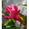 Weigela florida Evita - Krzewuszka cudowna Evita - karminowo-różowe C2 20-60cm