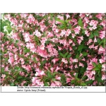 Weigela florida - Krzewuszka cudowna - różowe PA FOTO