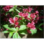 Weigela florida - Krzewuszka cudowna - różowe PA FOTO