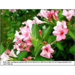 Weigela florida - Krzewuszka cudowna - różowe FOTO