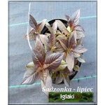 Weigela florida Minor Black - Krzewuszka cudowna Minor Black - ciemnoróżowe C1,5 10-20x15-20cm