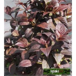 Weigela florida Minor Black - Krzewuszka cudowna Minor Black - ciemnoróżowe C1,5 10-20x15-20cm