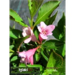 Weigela florida Pink Poppet - Krzewuszka cudowna Pink Poppet - jasnoróżowe C2 20-60cm 