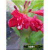 Weigela florida Red Prince - Krzewuszka cudowna Red Prince - czerwone FOTO