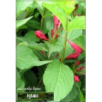 Weigela florida Red Prince - Krzewuszka cudowna Red Prince - czerwone C2 20-60cm 