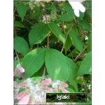 Weigela florida Splendid - Krzewuszka cudowna Splendid - bladoróżowe C3 20-40cm
