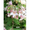 Weigela florida Splendid - Krzewuszka cudowna Splendid - bladoróżowe C3 20-40cm