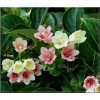 Weigela florida Versicolor - Krzewuszka cudowna Versicolor - różowo-białe FOTO