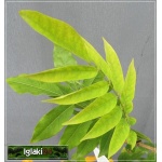Wisteria sinensis Caroline - Glicynia chińska Caroline - lawendowo-niebieskie C2 20-100cm