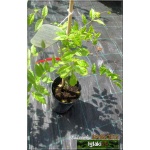 Wisteria sinensis Caroline - Glicynia chińska Caroline - lawendowo-niebieskie C2 20-100cm