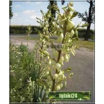 Yucca filamentosa - Yukka karolińska - Jukka karolińska - Juka karolińska - biały, wys. 60/150, kw 7/8 FOTO
