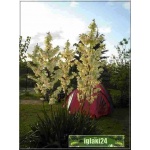 Yucca filamentosa - Yukka karolińska - Jukka karolińska - Juka karolińska - biały, wys. 60/150, kw 7/8 C0,5