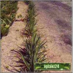 Yucca filamentosa - Yukka karolińska - Jukka karolińska - Juka karolińska - biały, wys. 60/150, kw 7/8 C2  