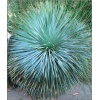 Yucca rostrata Sapphire Skies - Yukka rostrata Sapphire Skies - Juka rostrata Sapphire Skies - białe, wys. 90, kw. 7/8 FOTO